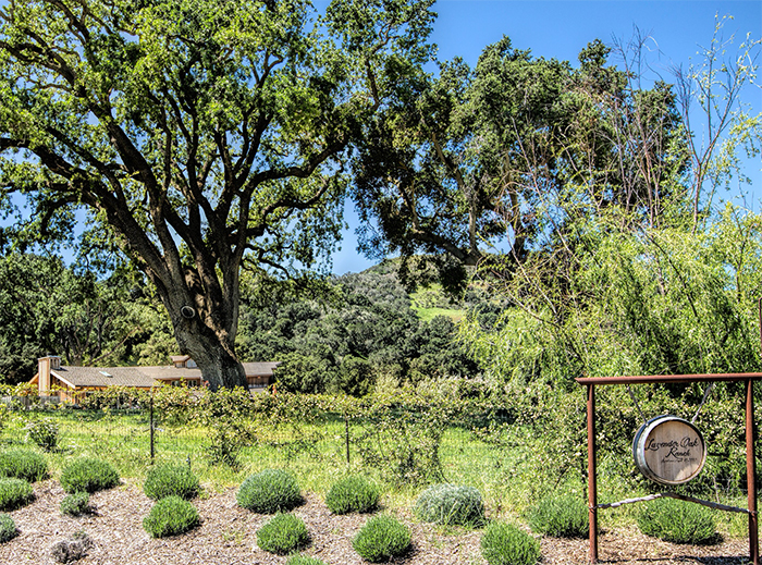 Image of trees and plants - the entrance to Lavender Oak