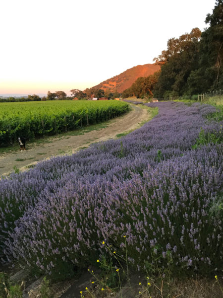 blooming lavender Lavender in bloom at Lavender Oak Vineyard