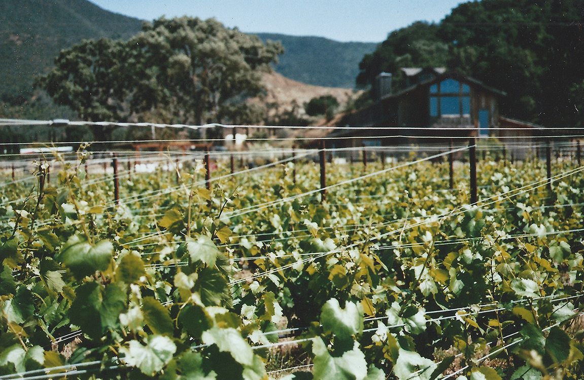 An image of grape vines at LOV